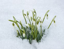 Galanthus, Snowdrop, Winter Blooming
Shutterstock.com
New York, NY