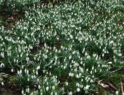 Galanthus, Snowdrops, Garden
Pixabay
