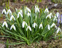 Galanthus Woronowii, Green Snowdrop
Shutterstock.com
New York, NY