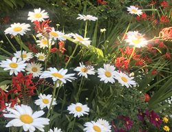 Garden Bed With Daisies
Garden Design
Calimesa, CA