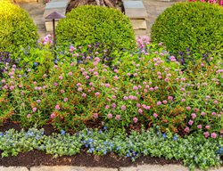 Garden Bed With Gomphrena
Proven Winners
Sycamore, IL