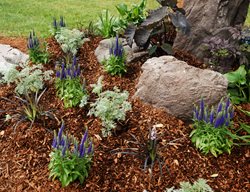 Garden Bed With Mulch
Shutterstock.com
New York, NY