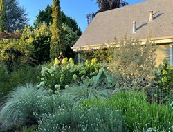 Garden Bed With Trees, Shrubs, And Perennials
Garden Design
Calimesa, CA