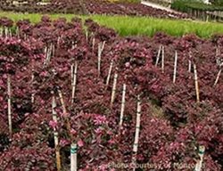Garden Center
Garden Design
Calimesa, CA