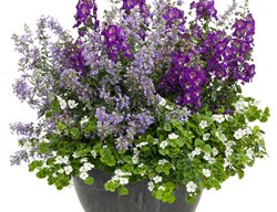 Garden Container, Container Recipe, Cat’s Meow Catmint, Angelface Angelonia, Giant Snowflake Bacopa
Proven Winners
Sycamore, IL