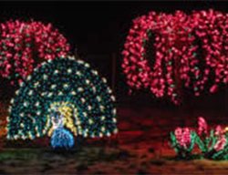 Garden D’lights
Garden Design
Calimesa, CA