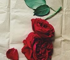 Garden-Design
Garden Design
Calimesa, CA