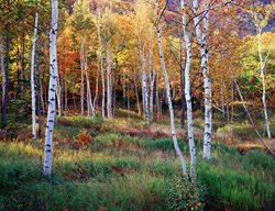 Garden Design Magazine
Garden Design
Calimesa, CA