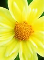 Garden Design
Calimesa, CA