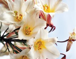 Garden Design
Calimesa, CA