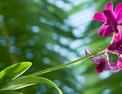 Garden Design
Calimesa, CA