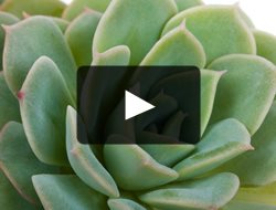 Garden Design
Calimesa, CA