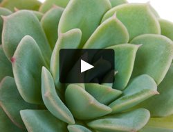 Garden Design
Calimesa, CA