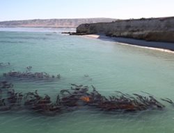 Garden Design
Calimesa, CA