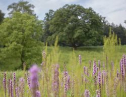 Garden Design
Calimesa, CA