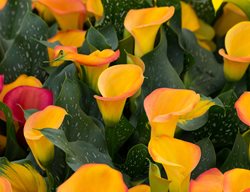 Garden Design
Calimesa, CA