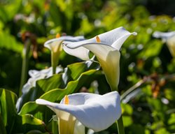 Garden Design
Calimesa, CA