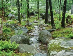 Garden Design
Calimesa, CA
