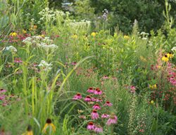 Garden Design
Calimesa, CA
