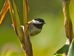 Garden Design
Calimesa, CA