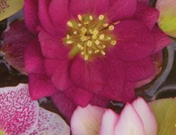 Garden Design
Calimesa, CA