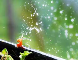 Garden Design
Calimesa, CA