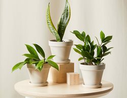 Garden Design
Calimesa, CA