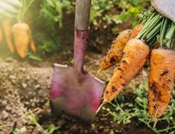 Garden Design
Calimesa, CA