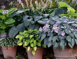 Garden Design
Calimesa, CA