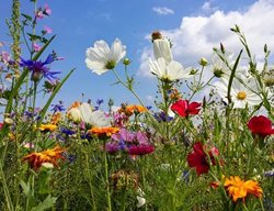 Garden Design
Calimesa, CA