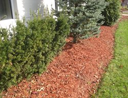 Garden Design
Calimesa, CA