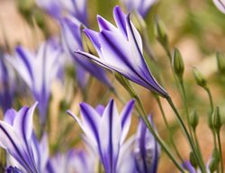 Garden Design
Calimesa, CA