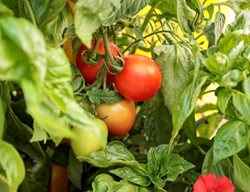 Garden Gem Tomato, Cherry Tomato, Tomato Plant
Proven Winners
Sycamore, IL