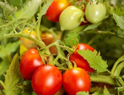 Garden Gem Tomato Plant, Growing Tomatoes
Proven Winners
Sycamore, IL