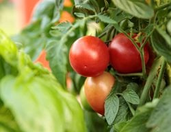 Garden Gem Tomatoes On Vine, Lycopersicon Esculentum
Proven Winners
Sycamore, IL