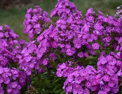 Garden Girls Cover Girl Phlox, Phlox Paniculata
Proven Winners
Sycamore, IL