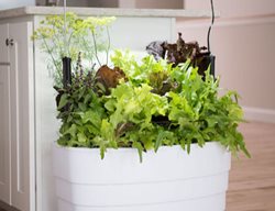 Garden Indoors
Garden Design
Calimesa, CA