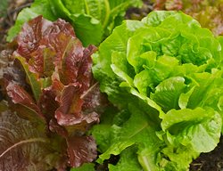 Garden, Lettuce
Garden Design
Calimesa, CA