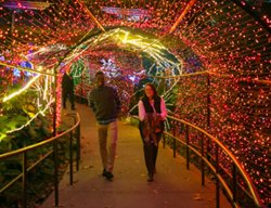 Garden Lights, Holiday Nights
Garden Design
Calimesa, CA