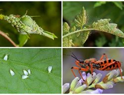 Garden Pests And Beneficial Insects, Garden Bugs
Garden Design
Calimesa, CA