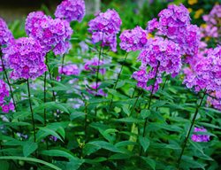 Garden Phlox, Purple Phlox
Shutterstock.com
New York, NY