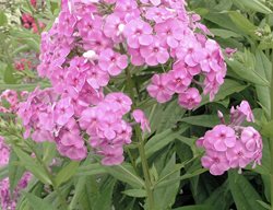 Garden Phlox, Shortwood
Alamy Stock Photo
Brooklyn, NY
