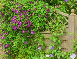 Garden Spaces
Garden Design
Calimesa, CA