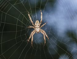 Garden Spider
Shutterstock.com
New York, NY