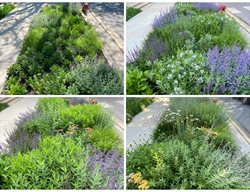 Garden Through Seasons
Fieldwork Design Group
IL