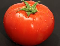 Garden Treasure Tomato, Red Tomato, Indeterminate Tomato
Proven Winners
Sycamore, IL
