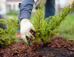 Gardener Adding Mulch
Shutterstock.com
New York, NY