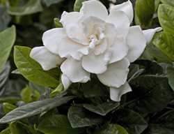 Gardenia Flower, Gardenia Leaves
Shutterstock.com
New York, NY