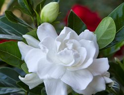 Gardenia (gardenia Jasminoides 'veitchii') 
Garden Design
Calimesa, CA