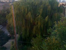 Gardening, Red Hook
Garden Design
Calimesa, CA
